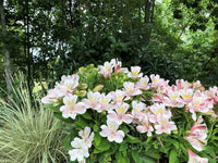 Peruvian Lilie Alstroemeria Blumensamen zur Aussaat