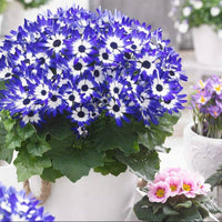 Blau Daisy Cineraria Samen zur Aussaat Blume Beet Hausgarten