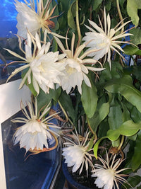 Weiß Epiphyllum Oxypetalum Blumensamen zur Aussaat Landhaus Garten wichtig Traditionssorte & ohne Gentechnik Samen Hausgarten
