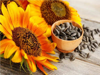 Sunflower helianthus annuus for anpflanzung in garten