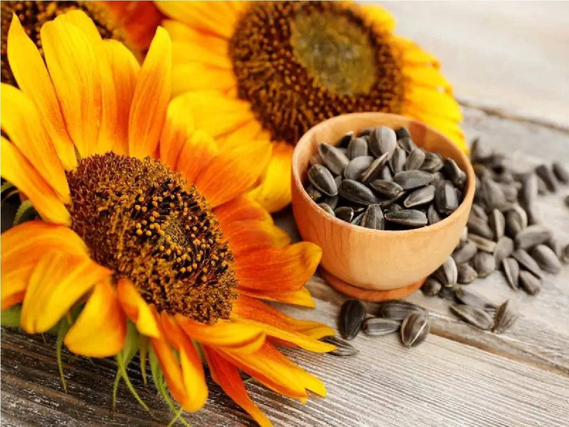 Sunflower helianthus annuus for anpflanzung in garten
