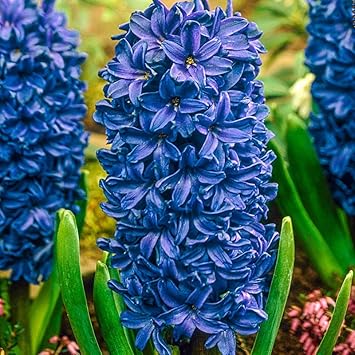 Blau hyacinth blume samen for anpflanzung - perfect for borders, heirloom & gmo free samen for home garten
 
 sale for anpflanzung in home garten.