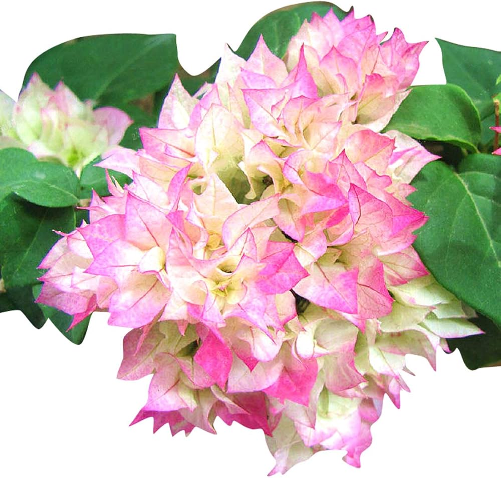 Climbing bougainvillea blume samen for anpflanzung - low maintenance, heirloom & gmo free samen for home garten
 
 sale for anpflanzung in home garten.