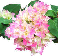 Climbing bougainvillea blume samen for anpflanzung - low maintenance, heirloom & gmo free samen for home garten
 
 sale for anpflanzung in home garten.
