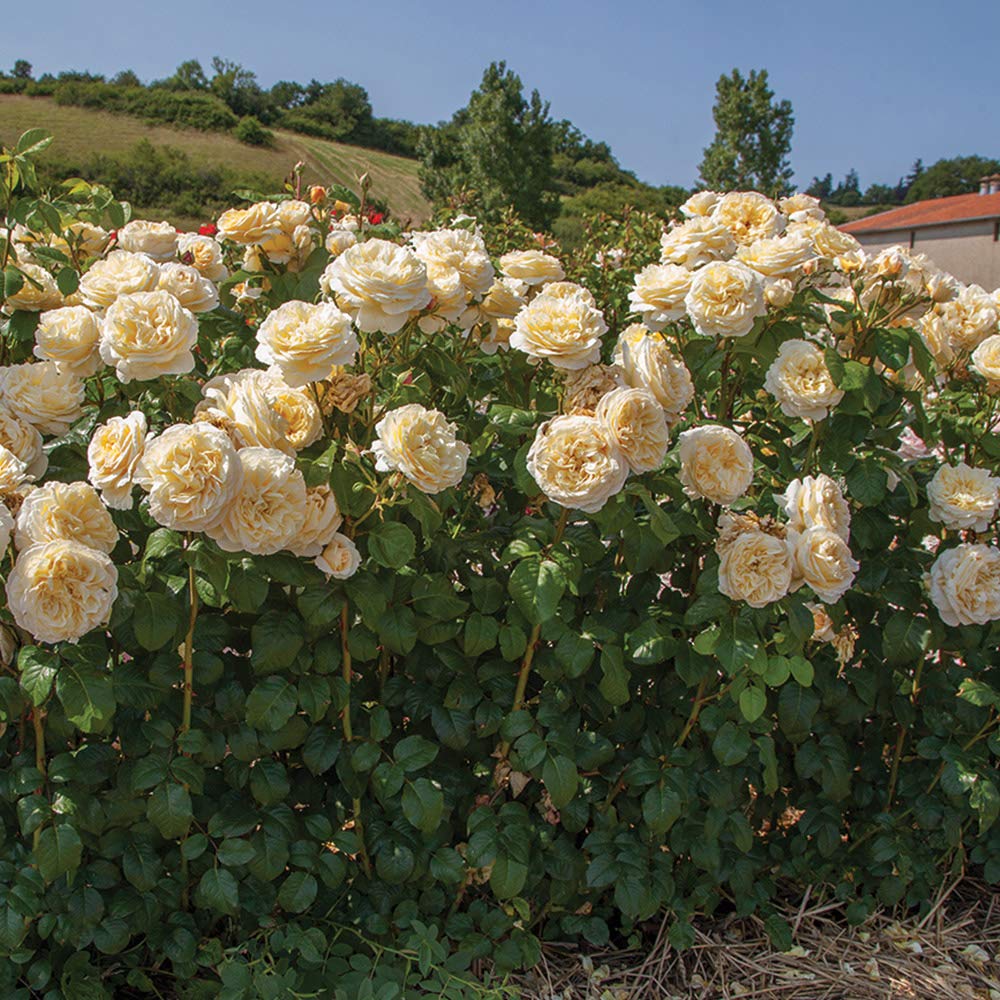 Moonlight rose blume samen for anpflanzung - pollinator friendly, heirloom & gmo free samen for home garten
 
 sale for anpflanzung in home garten.
