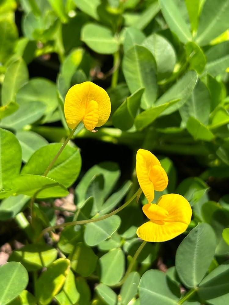 Peanut Blumensamen zur Aussaat – duftend Blüten – Traditionssorte & ohne Gentechnik Samen Hausgarten