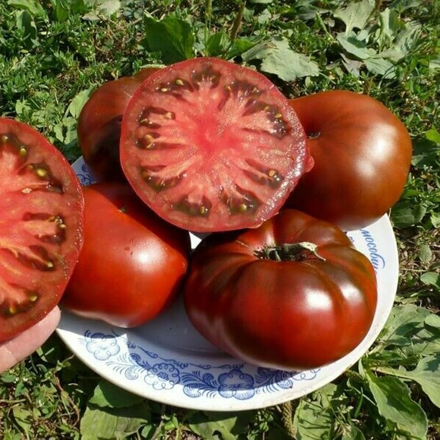 Schwarz Rot Tomate Samen zum Pflanzen