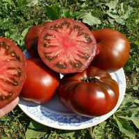 Schwarz Rot Tomate Samen zum Pflanzen