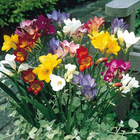 Gemischt Freesia Blumensamen zur Aussaat – robust Sorte – Traditionssorte & ohne Gentechnik Samen Hausgarten