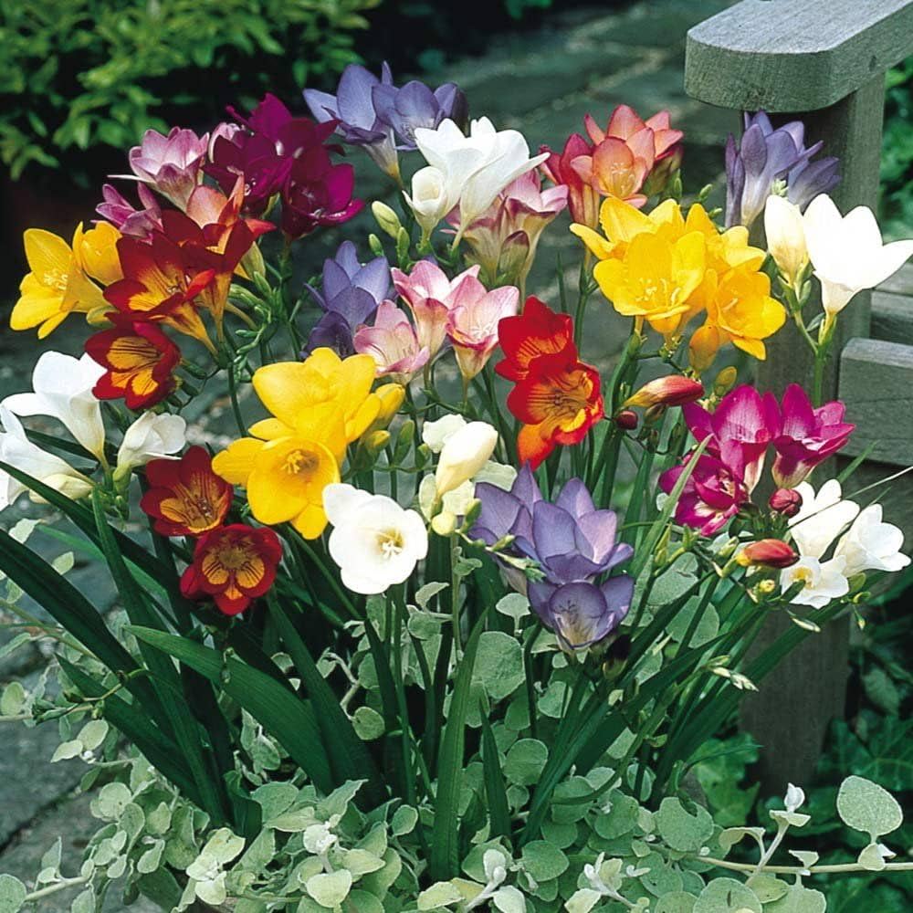 Gemischt Freesias Blumensamen zur Aussaat – Garten beliebt – Traditionssorte & ohne Gentechnik Samen Hausgarten