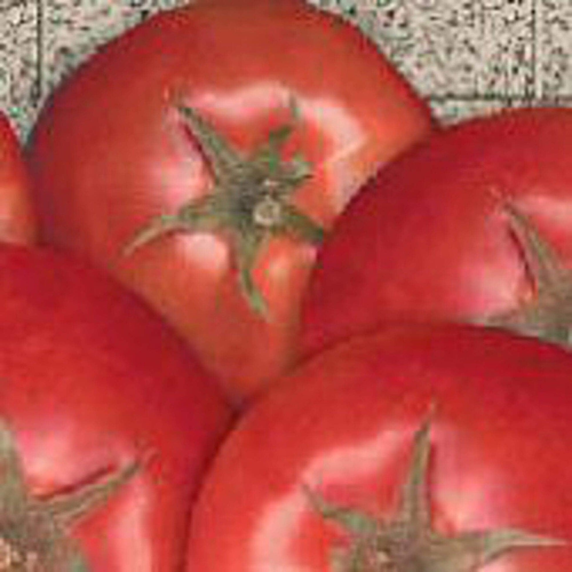 Bella Rosa Vffna Tomate Solanum lycopersicum Samen zum Pflanzen in Gemüse Patch