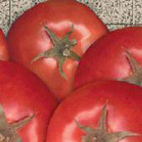 Bella Rosa Vffna Tomate Solanum lycopersicum Samen zum Pflanzen in Gemüse Patch