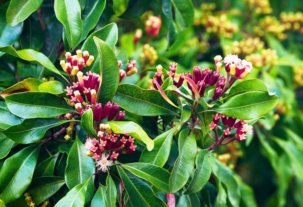 clove samen syzygium aromaticum für pflanzung in Kräuterpflanze garden vegetable patch