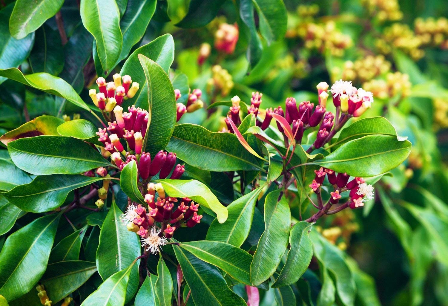 clove samen syzygium aromaticum für pflanzung in Kräuterpflanze garden vegetable patch