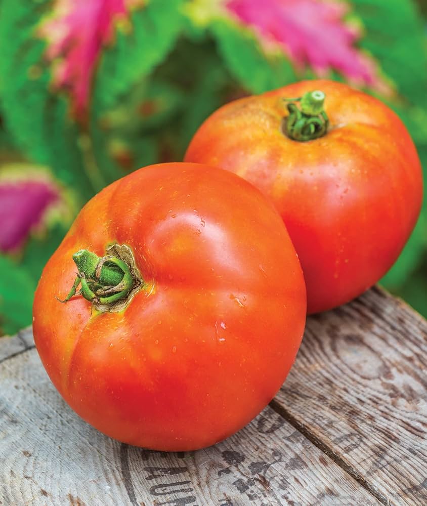 Better Boy Tomate Samen zum Pflanzen vegetable patch