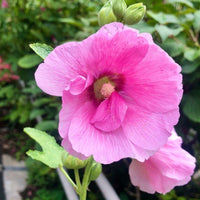 Stockrose Samen zur Aussaat Alcea Rosea Landhaus Garten Blume fence