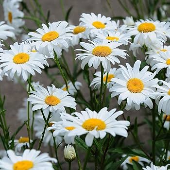 Weiß mehrjährig Blumensamen zur Aussaat – farbenfroh Schau Traditionssorte & ohne Gentechnik Samen Hausgarten
