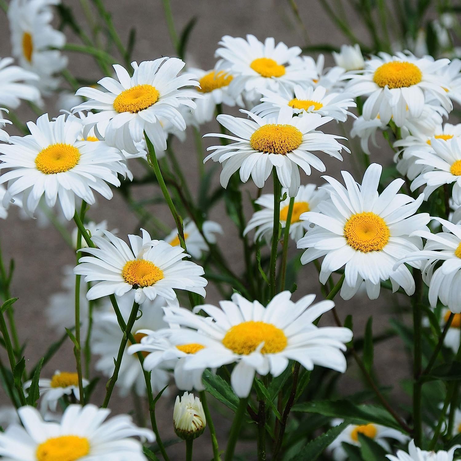 Weiß & Gelb Chrysantheme Blumensamen zur Aussaat – sonnenliebend – Traditionssorte & ohne Gentechnik Samen Hausgarten