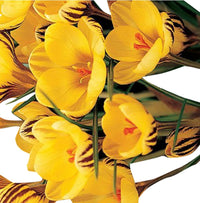 Gelb Crocus Blumensamen robust Sorte Traditionssorte & ohne Gentechnik Samen Hausgarten