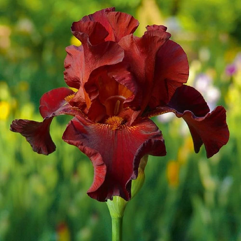 Iris iris germanica samen for anpflanzung in blume bed