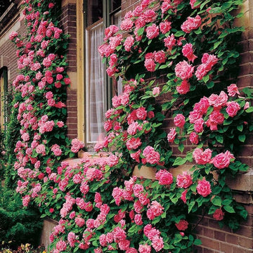 Rosa kletternd mehrjährig Rose Blumensamen zur Aussaat pflegeleicht Traditionssorte & ohne Gentechnik Samen Hausgarten