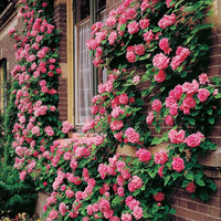 hell Rosa kletternd Rose Samen Blumensamen zur Aussaat duftend Blüten Traditionssorte & ohne Gentechnik Samen Hausgarten