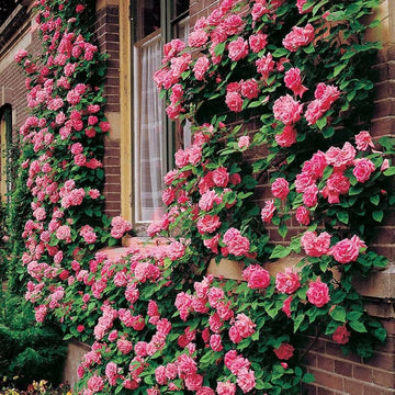 hell Rosa kletternd Rose Samen Blumensamen zur Aussaat duftend Blüten Traditionssorte & ohne Gentechnik Samen Hausgarten
