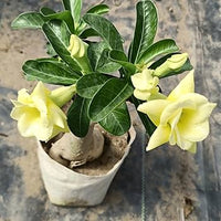 hell Lemon Wüstenrose Blumensamen für eine farbenfrohe Aussaat