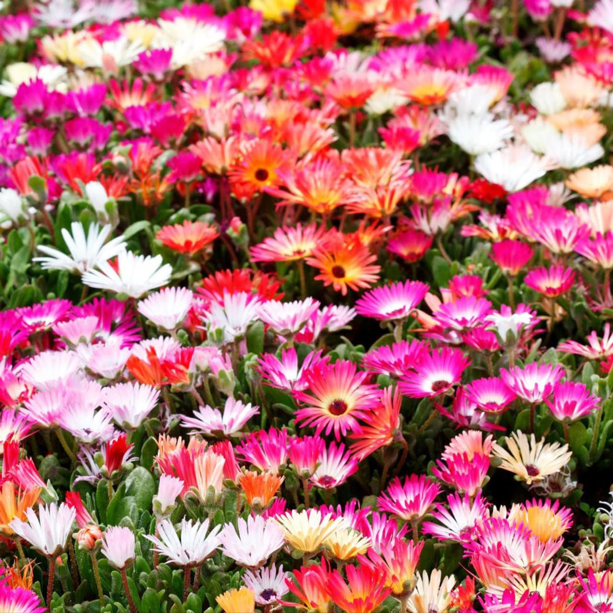 Mesembryanthemum blume samen for anpflanzung compact growth heirloom & gmo free samen for home garten 
 
 sale for anpflanzung in home garten