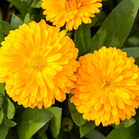 Calendula Golden Emperor Samen zur Aussaat Landhaus Garten Blume Beds