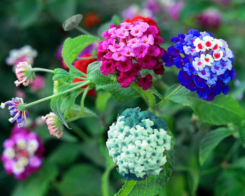 Lantana-blumensamen mischen lantana blume samen