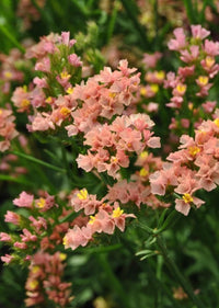Limonium sinuatum blume samen for anpflanzung - vibrant colors, heirloom & gmo free samen for home garten
 
 sale for anpflanzung in home garten.