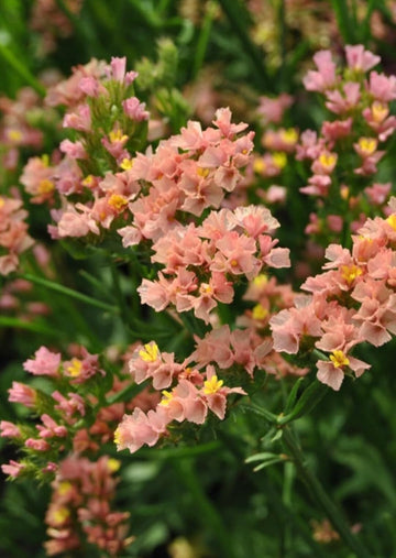 Limonium sinuatum blume samen for anpflanzung - vibrant colors, heirloom & gmo free samen for home garten
 
 sale for anpflanzung in home garten.