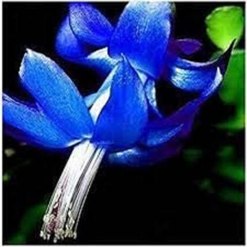 Blau Weihnachtskaktus Blumensamen zur Aussaat saisonal Dauerblüher Traditionssorte & ohne Gentechnik Samen Hausgarten