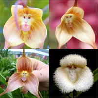 Monkey Face hell Rosa Orchids Blumensamen zur Aussaat – robust Sorte – Traditionssorte & ohne Gentechnik Samen Hausgarten