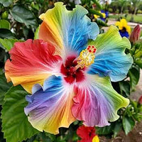 Rainbow Hibiskus Blumensamen zur Aussaat duftend Blüten Traditionssorte & ohne Gentechnik Samen Hausgarten