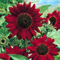Kastanienrot Sonnenblume Samen zur Aussaat Anzucht leuchtend Blumen