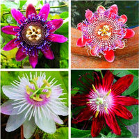 MultiColored Passion Blumensamen zur Aussaat ideal Rabatten Traditionssorte & ohne Gentechnik Samen Hausgarten