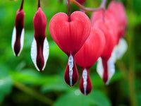 Bleeding heart or dicentra spectabilis blume samen for anpflanzung - perfect for borders, heirloom & gmo free samen for home garten
 
 sale samen for anpflanzung in home garten