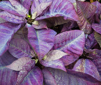 Violett Weihnachtsstern Blumensamen zur Aussaat leuchtend Traditionssorte & ohne Gentechnik Samen Hausgarten