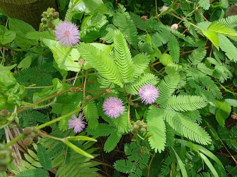 Mimosa Pudica Blumensamen zur Aussaat Drought verträglich Traditionssorte & ohne Gentechnik Samen Hausgarten