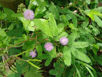 Mimosa Pudica Blumensamen zur Aussaat Drought verträglich Traditionssorte & ohne Gentechnik Samen Hausgarten
