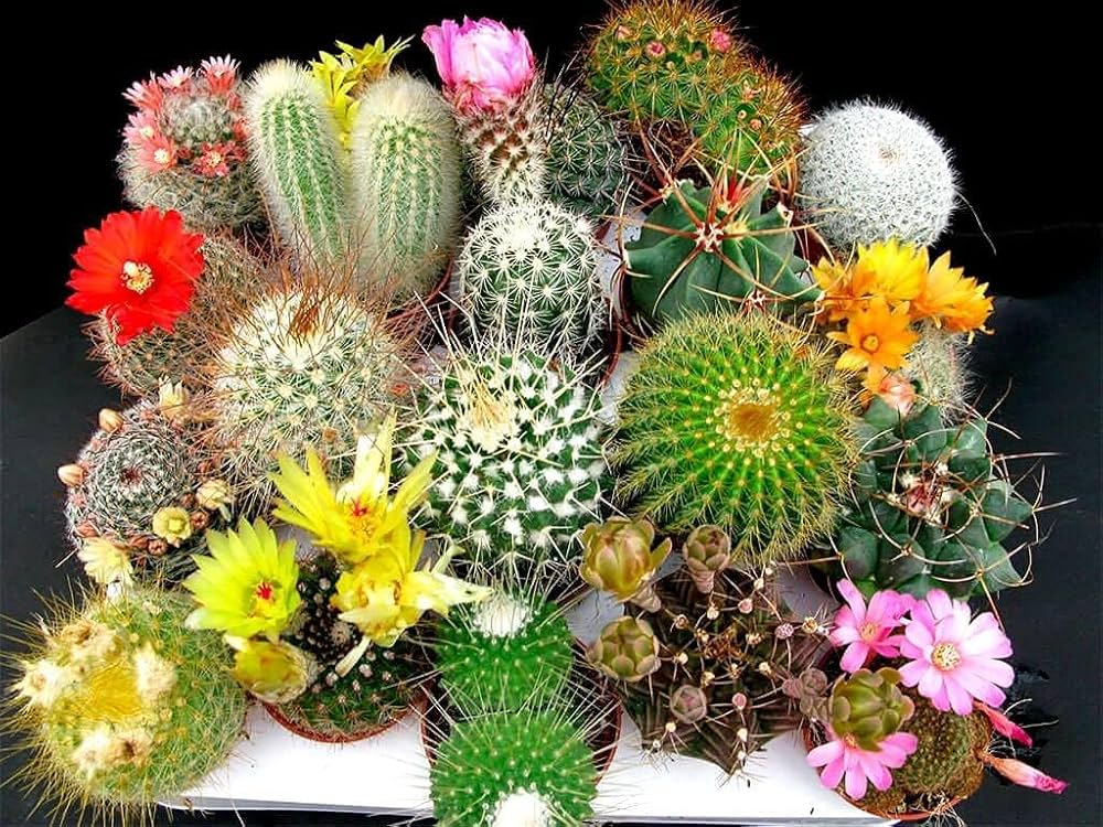 Flowering cactus cactaceae samen for anpflanzung in rock garten