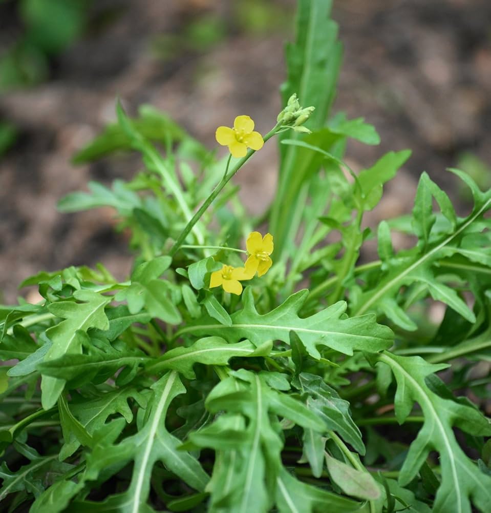 Rucola Samen Wildform