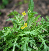 Rucola Samen Wildform