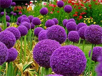 Giant allium giganteum for anpflanzung in home garten
