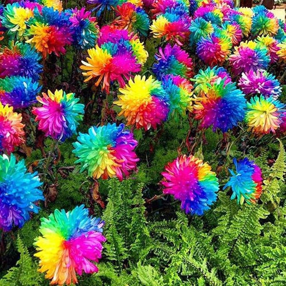 Chrysantheme Blumensamen Gardening & Aussaat – Blüten