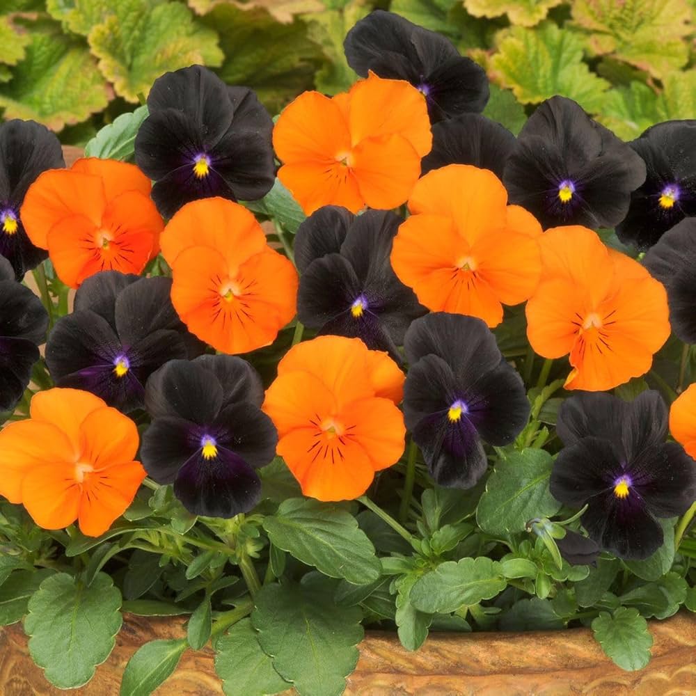 Halloween Mischung Stiefmütterchen Samen zur Aussaat Blume Beet
