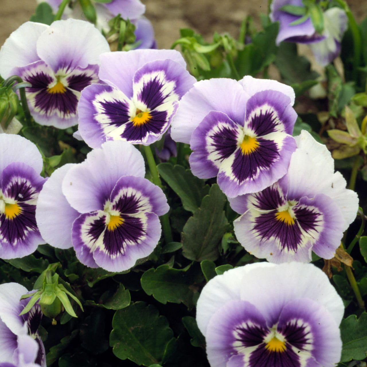 Weiß Violett Stiefmütterchen Blumensamen zur Aussaat – Traditionssorte ohne Gentechnik biologisch Garten Samen Keimung