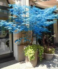 Blaue Ahornbaum Samen zur Aussaat hochwertige Qualitäts- Baum Samen